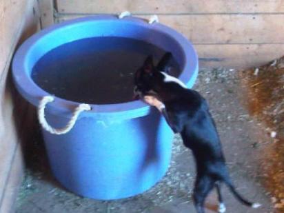 34 - Oswald drinking from bucket.jpg