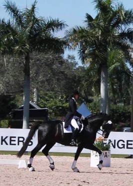 94 - Naima and Sancerre schooling trot (3)
